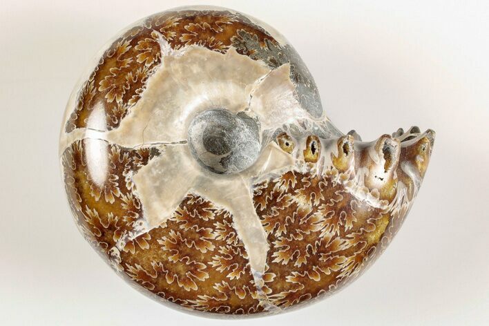 Polished Agatized Ammonite (Phylloceras?) Fossil - Madagascar #200493